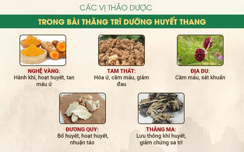 Thành phần thảo dược chủ đạo trong bài thuốc Thăng trĩ Dưỡng huyết thang