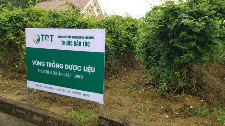 Trung tâm Thuốc dân tộc phát triển các vườn dược liệu tại Bắc Kạn để giải quyết vấn đề cung ứng nguyên liệu