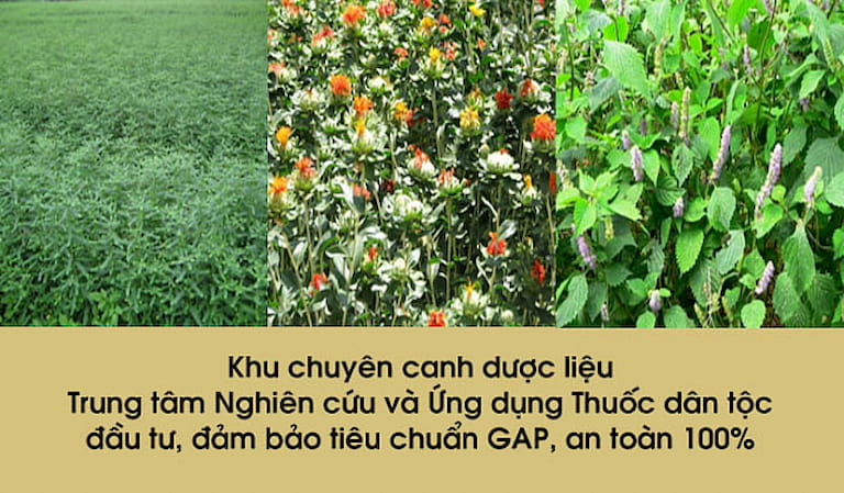 Hình ảnh một trong những vườn dược liệu của Trung tâm Thuốc dân tộc