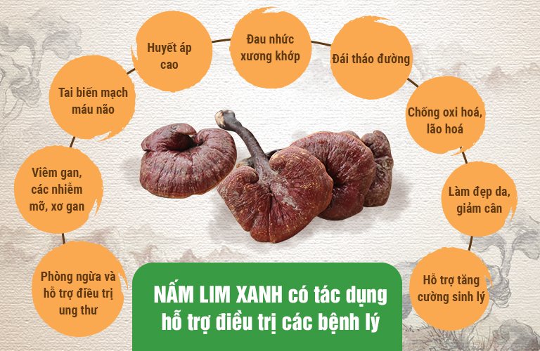 nấm lim xanh Vietfarm