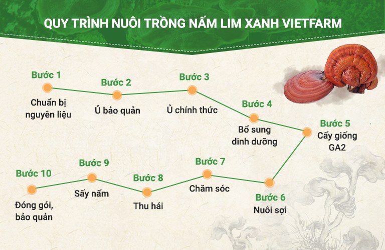 nấm lim xanh Vietfarm