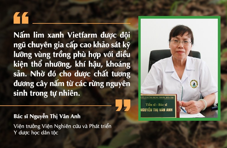 nấm lim xanh Vietfarm