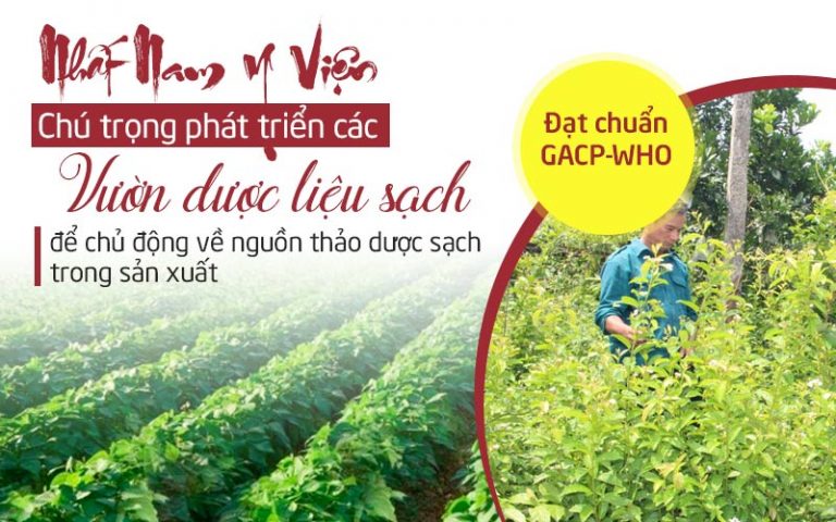 Nhất Nam An Bì Thang được bào chế từ nguồn dược liệu sạch, nguồn gốc rõ ràng