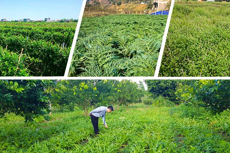 Trung tâm Phụ Khoa Đông y Việt Nam tự phát triển dược liệu sinh học