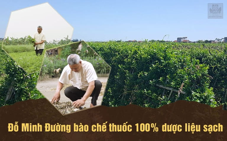 Vườn dược liệu sạch, đáp ứng tiêu chuẩn GACP - WHO do chính Đỗ Minh Đường phát triển